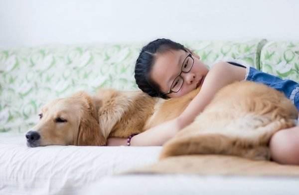 金毛是导盲犬吗？这是它们的荣光-汪星人论坛-宠物-811宠物社区