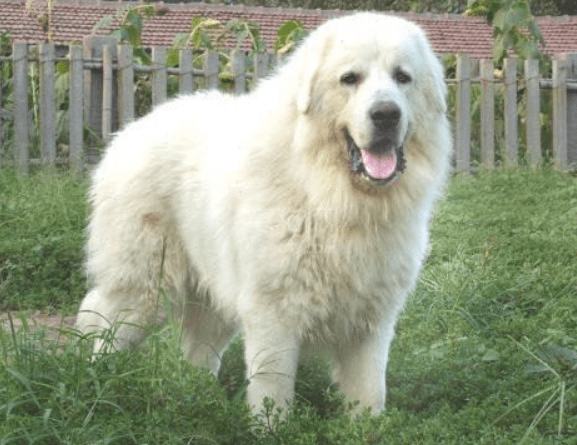 大白熊犬多久定型？不出意外就是这段时间-汪星人论坛-宠物-811宠物社区