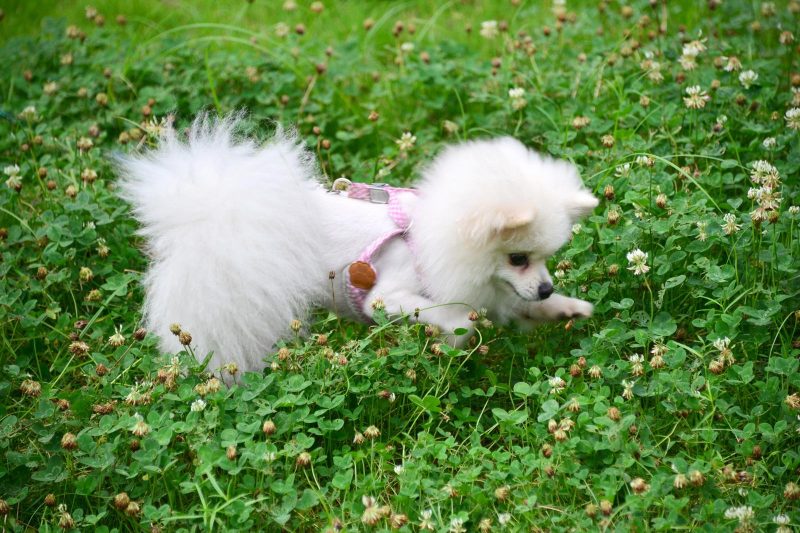 博美犬性格 聪明易驯不爱都难-811宠物社区