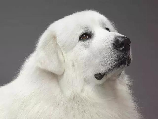 大白熊犬智商，不要被它的体型误解了-汪星人论坛-宠物-811宠物社区