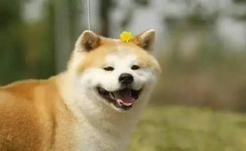 柴犬和秋田犬的价格，多方面对比-汪星人论坛-宠物-811宠物社区