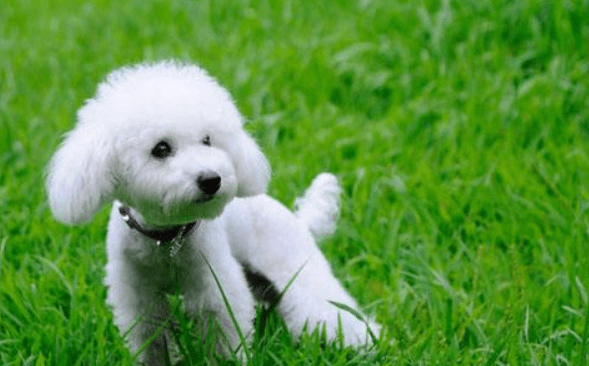 贵宾犬尿黄怎么办？对比下这些情况-汪星人论坛-宠物-811宠物社区
