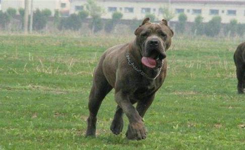 卡斯罗犬和比特犬区别？从身体性格上来对比-811宠物社区