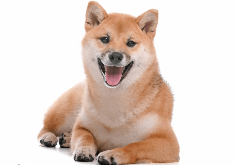 柴犬聪明吗，你感觉它的表现呢-811宠物社区