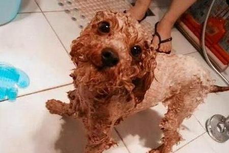 贵宾犬掉毛很厉害怎么办？找到原因对症治疗-汪星人论坛-宠物-811宠物社区