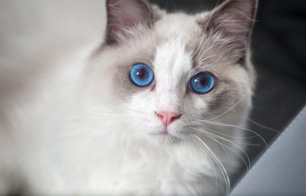 猫咪体内驱虫多久一次？一般要一个月一次-喵星人论坛-宠物-811宠物社区