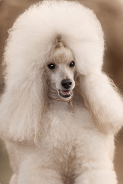 贵宾犬怎么训练握手？基础的方法其实不难-汪星人论坛-宠物-811宠物社区