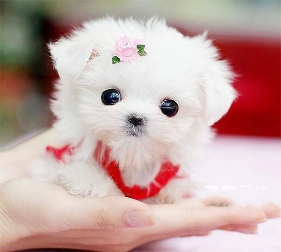 茶杯犬为什么不能养,这些原因是关键 茶杯犬为什么不能养,这些原因是关键