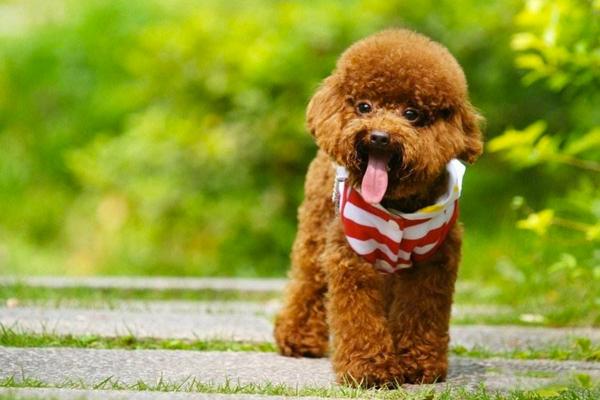 贵宾犬可以和人同睡吗？要注意这几个方面-汪星人论坛-宠物-811宠物社区