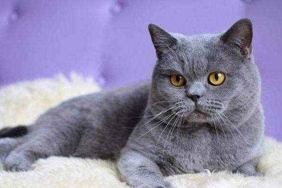 猫咪可以喝牛奶吗？根据猫自身的情况来吧-811宠物社区