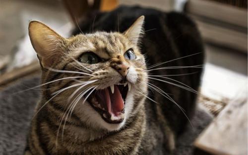 猫生气的表现，这些表现都能说明-811宠物社区