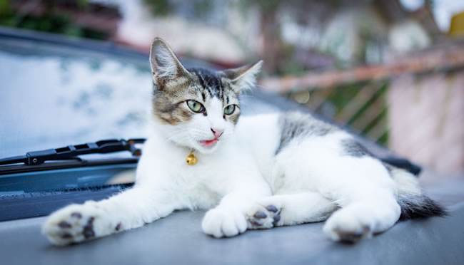 猫有狂犬病吗？以下这些内容请看仔细了-喵星人论坛-宠物-811宠物社区