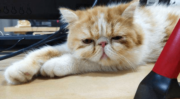猫感冒能自愈吗？这个取决于这几点-喵星人论坛-宠物-811宠物社区