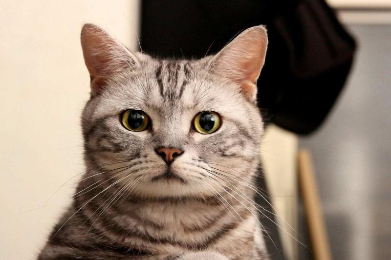 猫为什么要绝育，看完这些你自然就懂了-811宠物社区