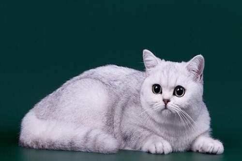 猫咪呕吐没消化的猫粮？这几个原因导致可能会导致-811宠物社区