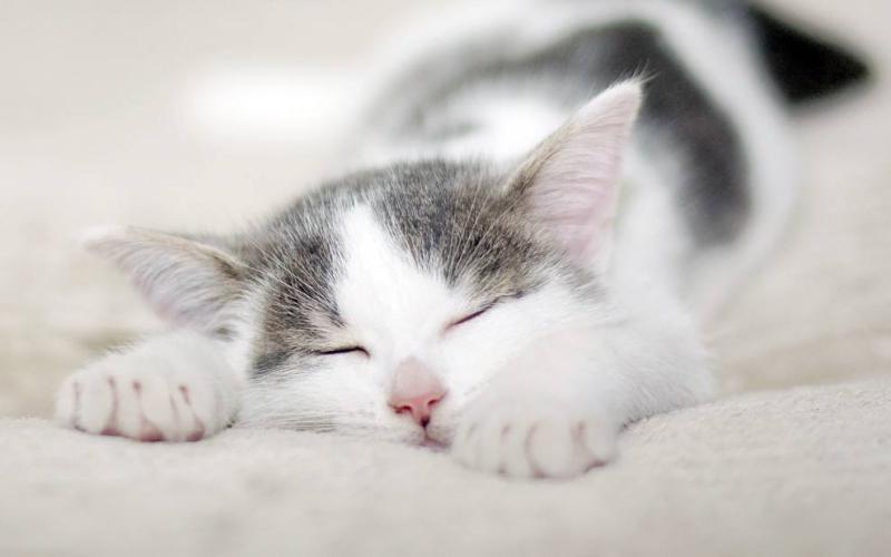 猫挑食怎么办？试着用这些办法来调整下-811宠物社区