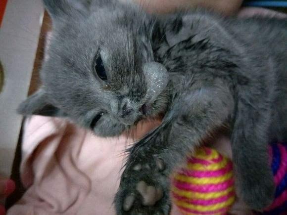 猫口吐白沫嘴上还挂沫怎么办?看看这些知识 猫口吐白沫嘴上还挂沫怎么办?看看这些知识