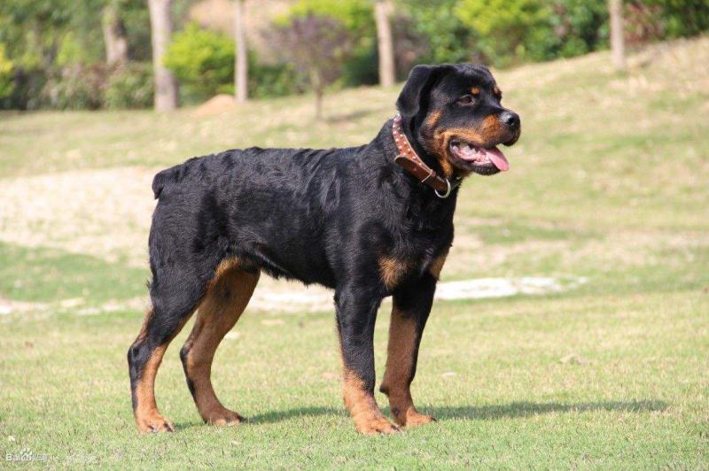 罗威纳犬怎样训练，对于它们训练一定要严厉严格-汪星人论坛-宠物-811宠物社区