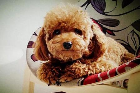 贵宾犬粘人怎么办？可以采取这些方法-汪星人论坛-宠物-811宠物社区