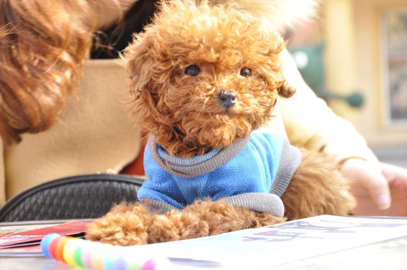 泰迪犬怀孕注意事项，吃喝住行都要小心谨慎-811宠物社区