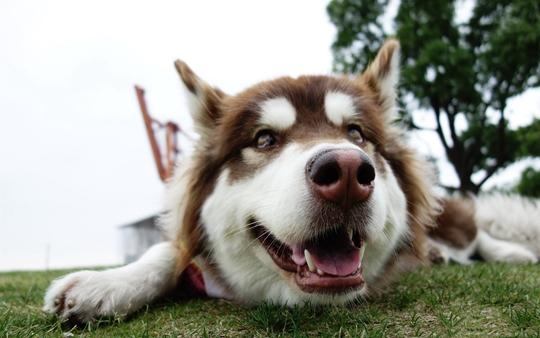 所有狗都有狂犬病毒吗？这些知识你需了解透彻了-汪星人论坛-宠物-811宠物社区