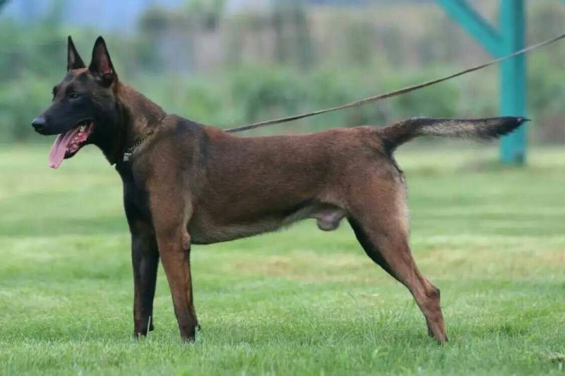 怎么训练马犬大小便，此法适应大多数狗狗-811宠物社区