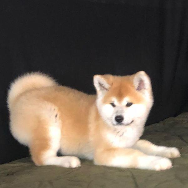 犬瘟初期症状,幼犬狗狗请注意 犬瘟初期症状,幼犬狗狗请注意