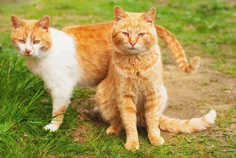 猫鼻支怎么治？这些方面要引起重视-喵星人论坛-宠物-811宠物社区