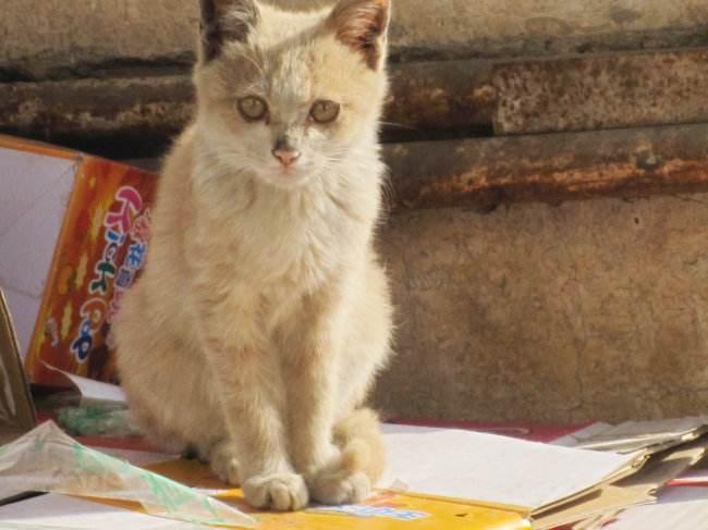 猫长跳蚤怎么办？各种办法试一下-811宠物社区