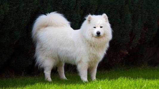 萨摩耶和边境牧羊犬哪个好？从各个方面来比较一下-811宠物社区