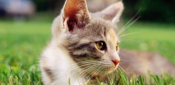猫咪发烧的症状,要怎么去判断 猫咪发烧的症状,要怎么去判断