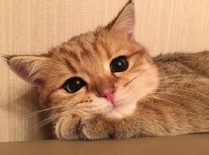 猫咪不吃猫粮怎么办?猫粮的质量要注意 猫咪不吃猫粮怎么办?猫粮的质量要注意