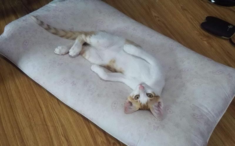 猫腿瘸了自己能恢复吗?这些都是常识 猫腿瘸了自己能恢复吗?这些都是常识