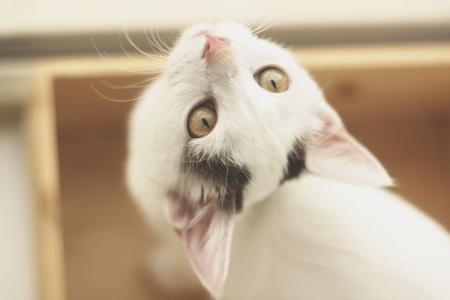 猫狂犬病症状，让人毛骨悚然-811宠物社区