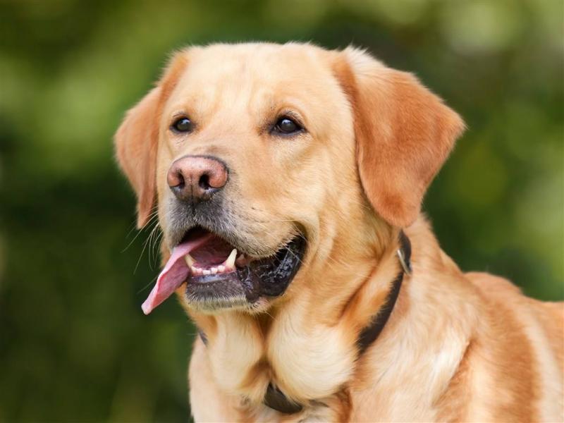 拉布拉多犬训练方法,聪明的狗子容易训 拉布拉多犬训练方法,聪明的狗子容易训