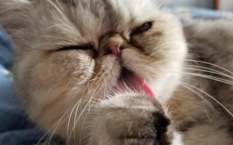 猫能吃狗粮吗？当然是不可以的-811宠物社区