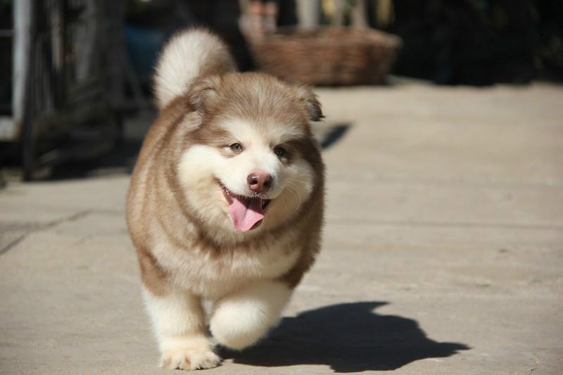 阿拉斯加成年犬一天吃多少？你有没喂多了-811宠物社区