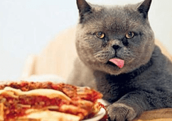 猫咪不吃东西怎么办？猫咪恢复食欲的方法-811宠物社区
