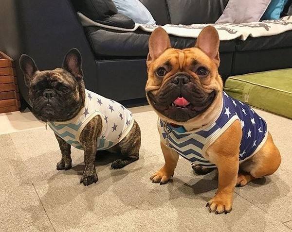 斗牛犬吃什么狗粮好？这些禁忌不要犯-811宠物社区