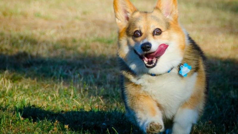 边境牧羊犬多少天断奶？可以对照这样的情况来-汪星人论坛-宠物-811宠物社区