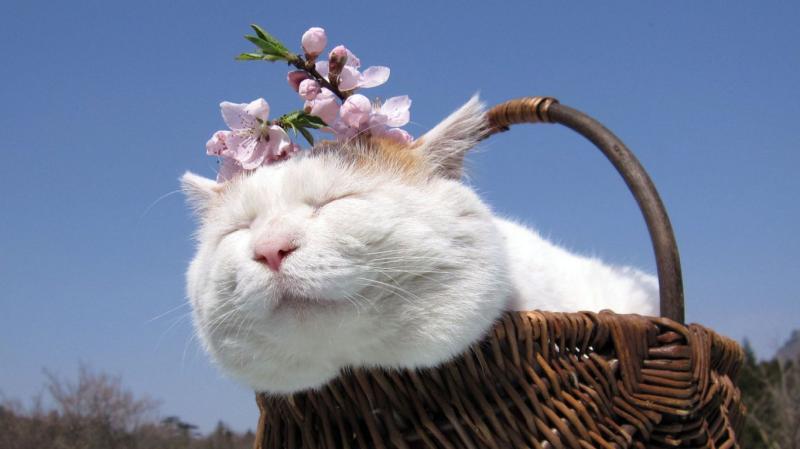 猫能吃火腿肠吗?最好不要给这种 猫能吃火腿肠吗?最好不要给这种