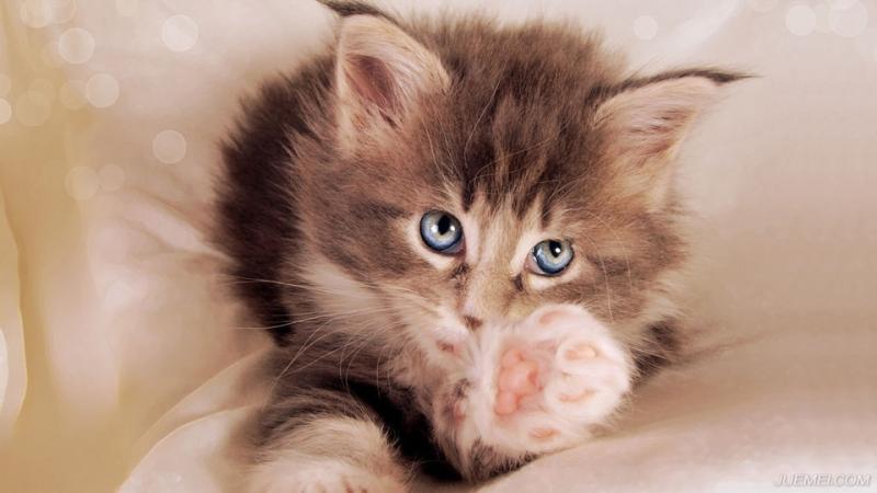 小猫吃什么好?小猫就要有小猫的样子 小猫吃什么好?小猫就要有小猫的样子