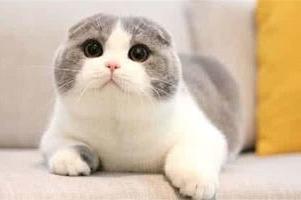 猫可以活多少年？正常情况下是这样的-811宠物社区