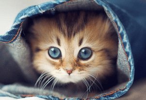 猫咪一天喂几次？四点喂养注意事项-811宠物社区