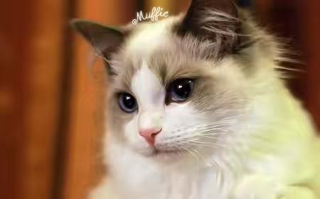 猫智商相当于人几岁？不会有想的那么聪明-811宠物社区