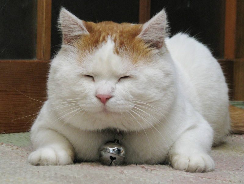 猫咪对主人会有感情吗？猫心也是肉长的-811宠物社区