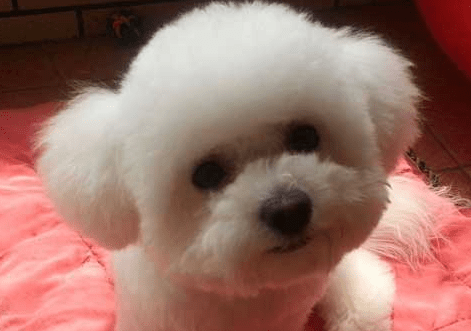 比熊犬怎么训练，掌握这些搞定它并不难-汪星人论坛-宠物-811宠物社区
