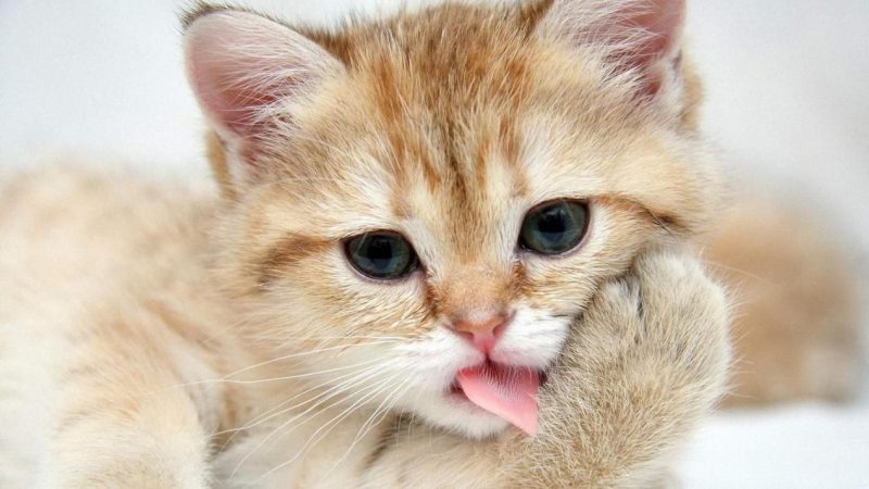 猫最喜欢吃什么？这些你肯定没想到过-811宠物社区