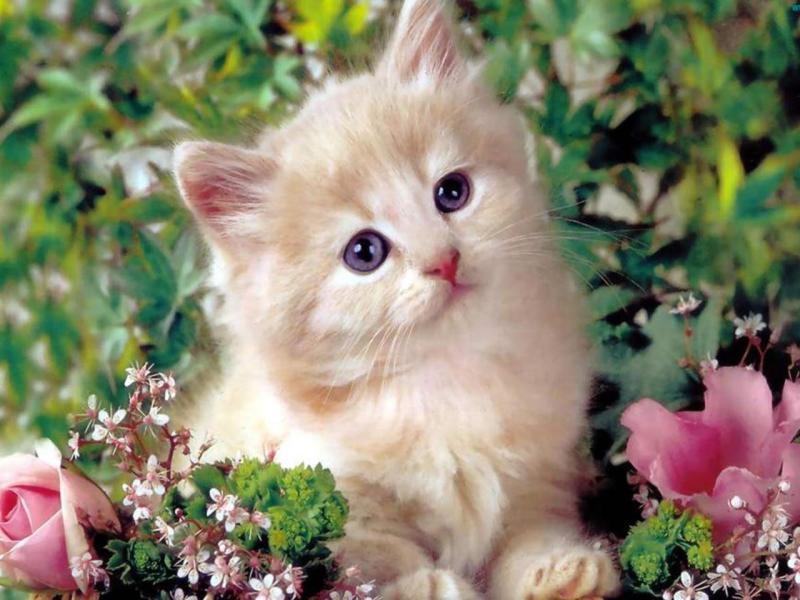 猫咬人怎么办？这个需要严加管教-喵星人论坛-宠物-811宠物社区