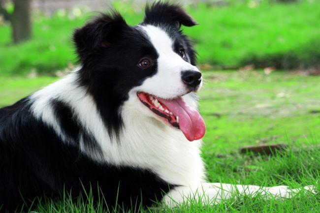 边境牧羊犬和杜宾哪个好？风格不同也能比较-汪星人论坛-宠物-811宠物社区